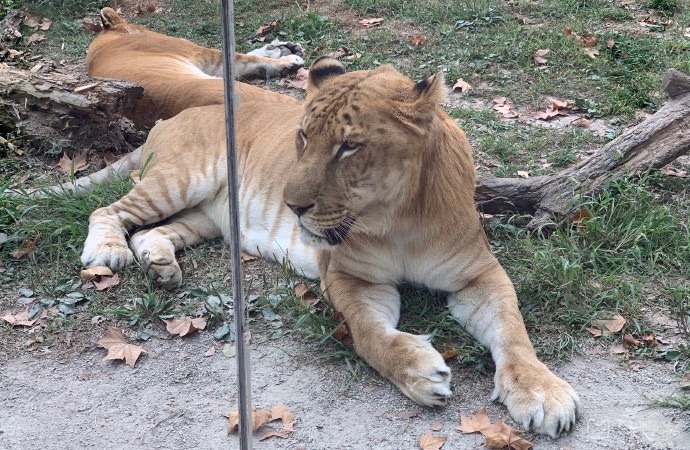 野生動物園玻璃破裂實為高溫導致，鋼化玻璃的高低溫試驗有多重要？